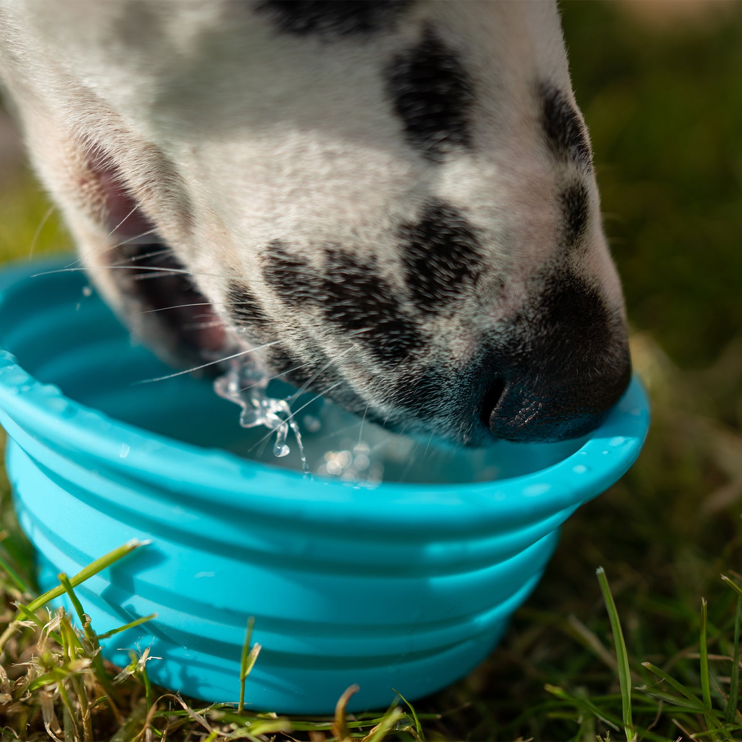 Pawer Water Collapsible On-the-go Bowl – Drink. Play. Love.