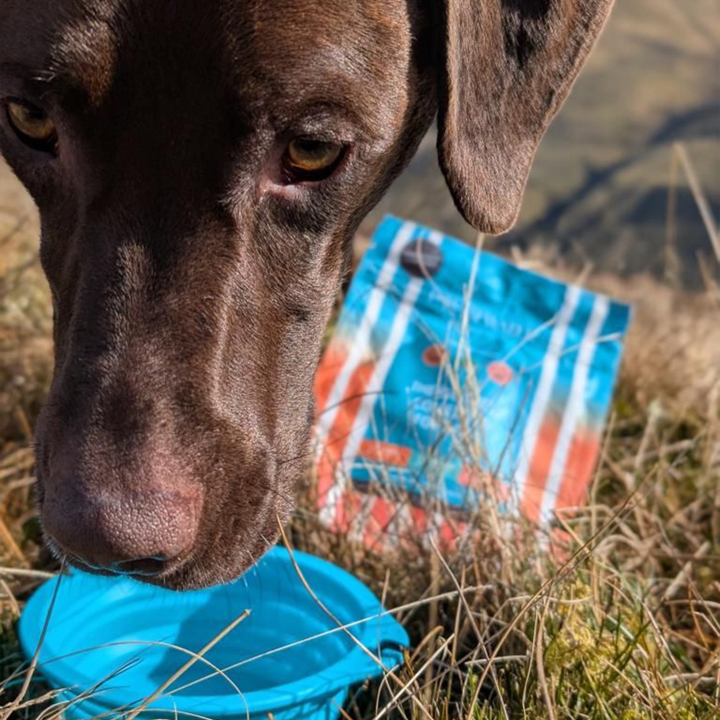 Pawer Water Collapsible On-the-go Bowl – Drink. Play. Love.