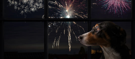 How to Calm My Dog During Fireworks:  The Science Behind Stress and Smart Ways to Help
