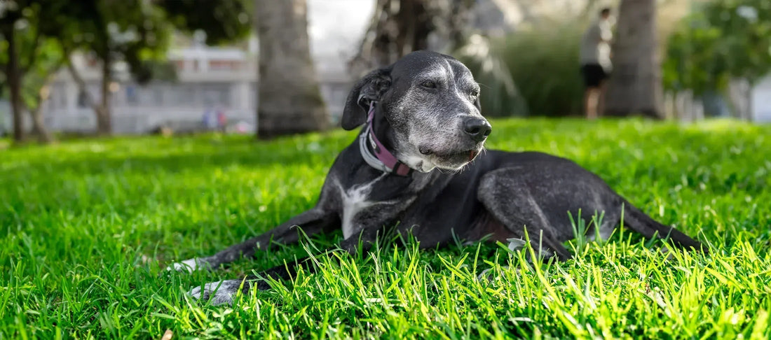 Joint Care for Senior Dogs: What Actually Works (and Why Absorption Matters)