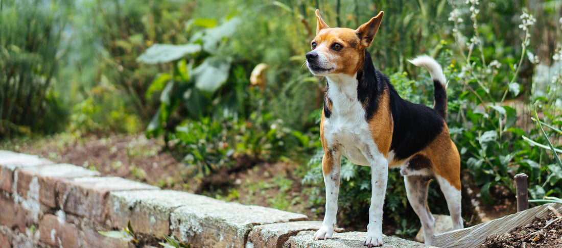 The Supplement Revolution Has Begun: Why Nano-Powders Are Changing Pet Health