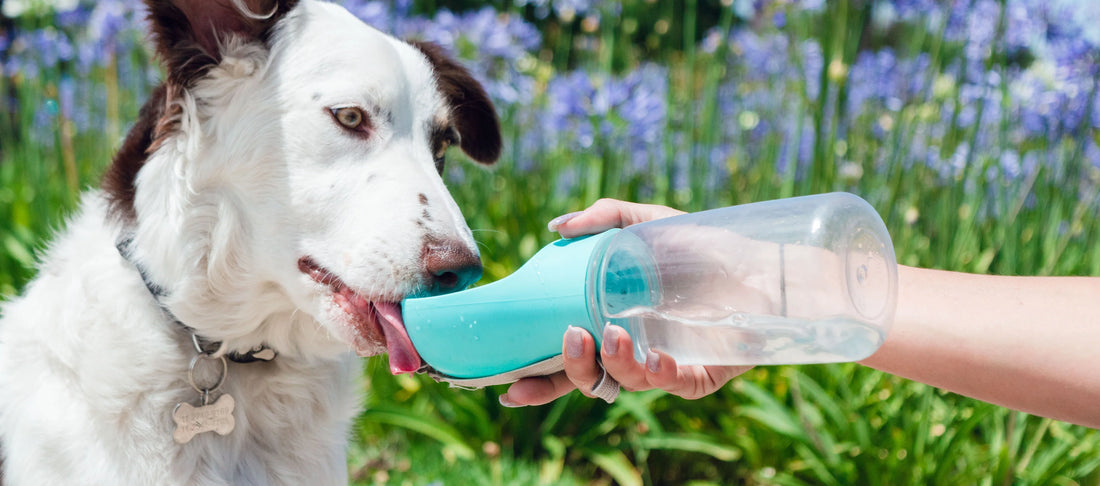 How Much Water Should My Dog Drink Each Day?